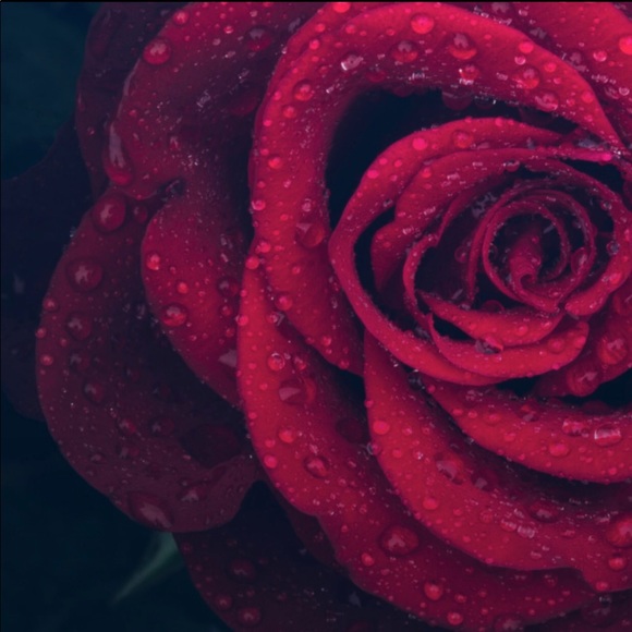 Meet your Posher, Teresa - Picture 1 of 1